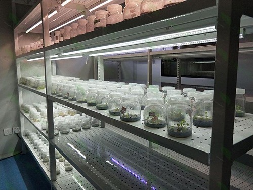 邹平植物组织培养实验室设计建设方案
